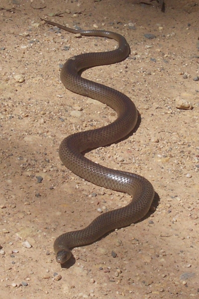 The Free State residents urged not to kill snakes | News Article