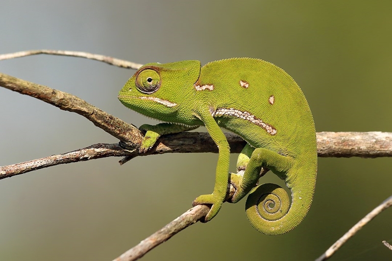 Where are all the Chameleons? Where are all the Chameleons? | News Article