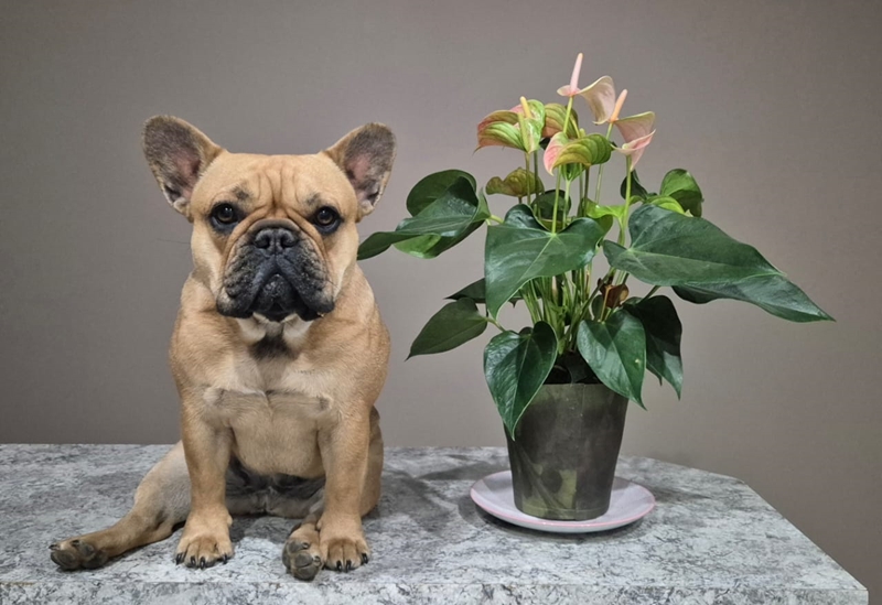 Lilly steeds spoorloos – Meyerton-hondema weier om hoop te verloor | News Article