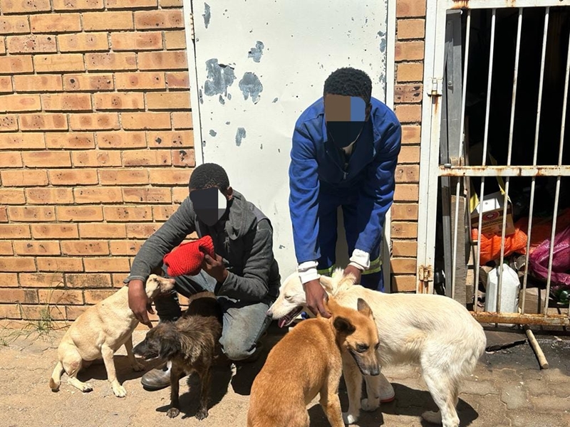 More than three dozen arrested in Brandfort for animal cruelty - Vimarsana News
