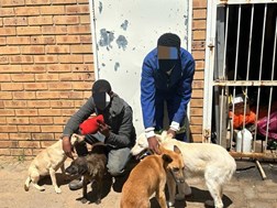 More than three dozen arrested in Brandfort for animal cruelty | News Article