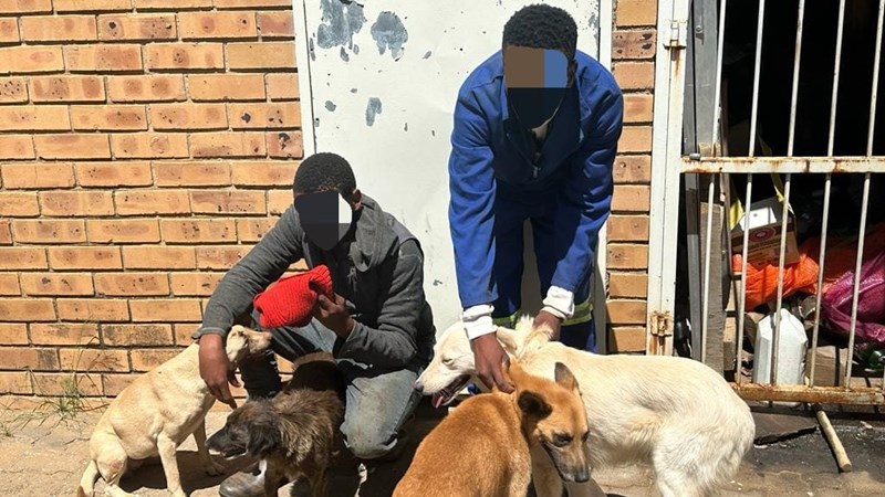 More than three dozen arrested in Brandfort for animal cruelty | News Article