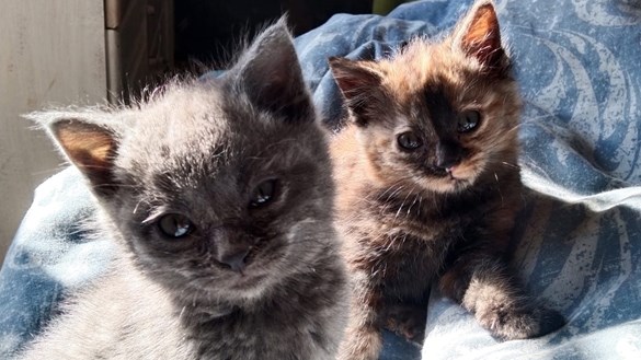 Bloemfontein cat charity aims to educate on role of feral cats in cities Bloemfontein cat charity aims to educate on role of feral cats in cities | News Article