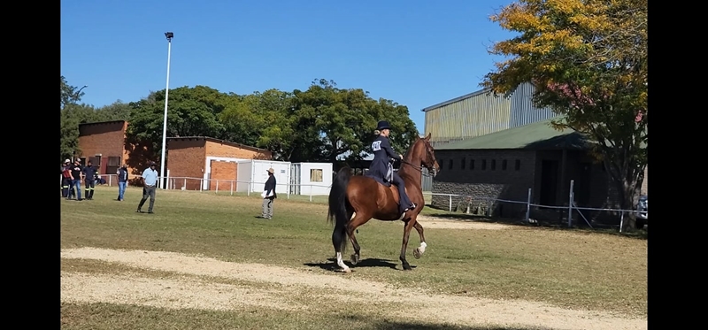 Bloem Show proud host of largest open-air saddle horse championship in the world | News Article