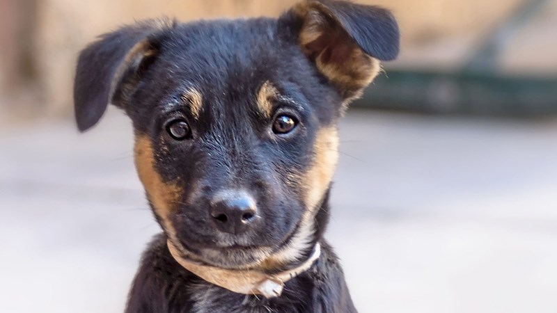 Weird Wide Web – Leerlinge ontwerp poot vir spesiale hondjie | News Article