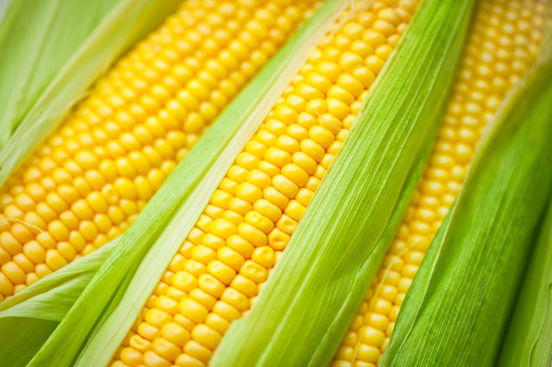 Agri-Uur: Jongste Safex-nuus | News Article