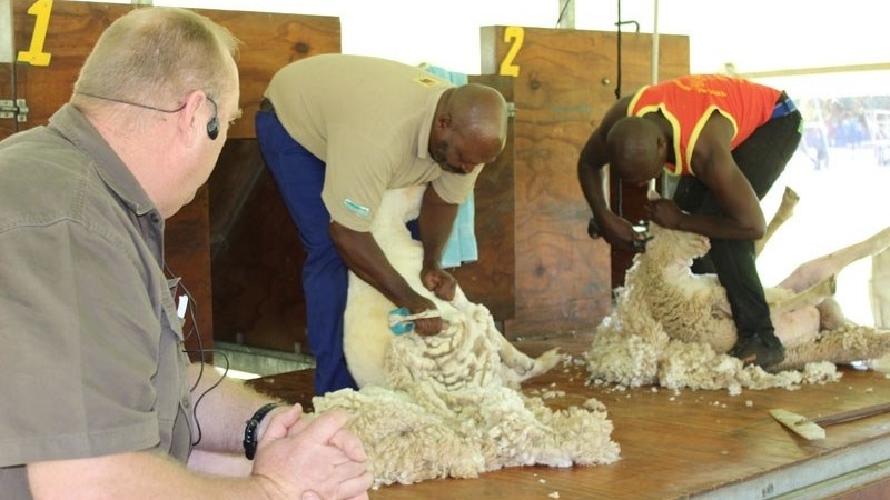 Meer as 7 600 bale by 25ste wolveiling aangebied | News Article