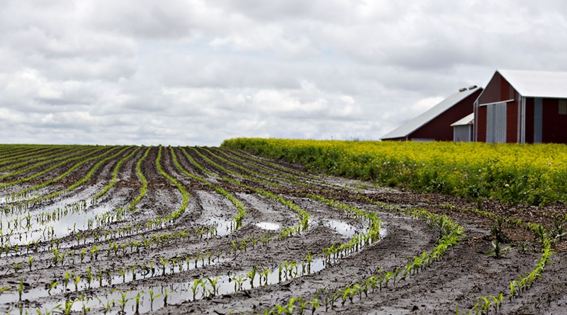 #Agbiz: SA is looking at an unusual, yet welcome scenario of three successive rainy seasons | News Article