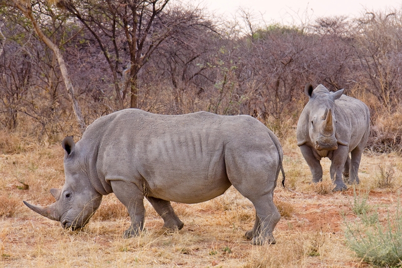 Poachers allegedly shoot at tourists in Jozini dam | News Article