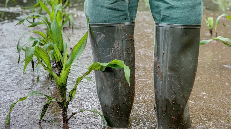 Wydverspreide donderbuie oor binneland verwag | News Article