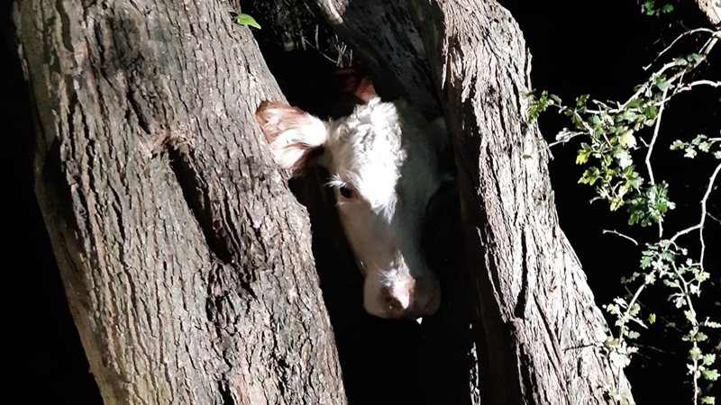 'Udderly ridiculous': Firefighters 're-moove' cow from tree - Vimarsana News