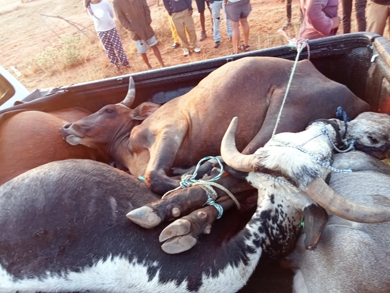 Twee vermeende veediewe naby Welkom aangekeer | News Article