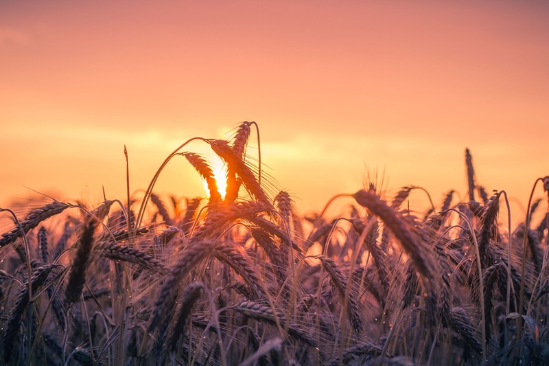 Agri-uur: Jongste Safex-nuus | News Article