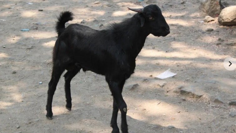 Goat that ran through Spanish city escapes a second time | News Article
