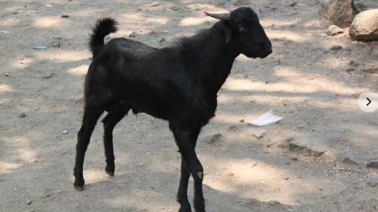 Goat that ran through Spanish city escapes a second time Goat that ran through Spanish city escapes a second time | News Article