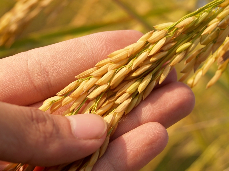 Agri-uur: Jongste Safex-nuus | News Article