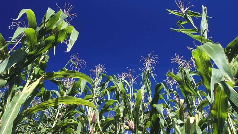 Graanpryse daal weens internasionale druk, plaaslike volumes Graanpryse daal weens internasionale druk, plaaslike volumes | News Article