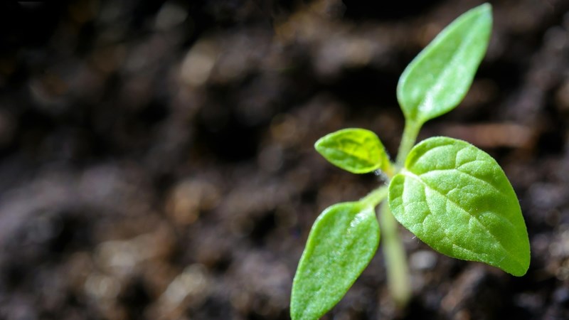 Biosekerheid: Kommentaar gevra op plantgesondheidsregulasies | News Article