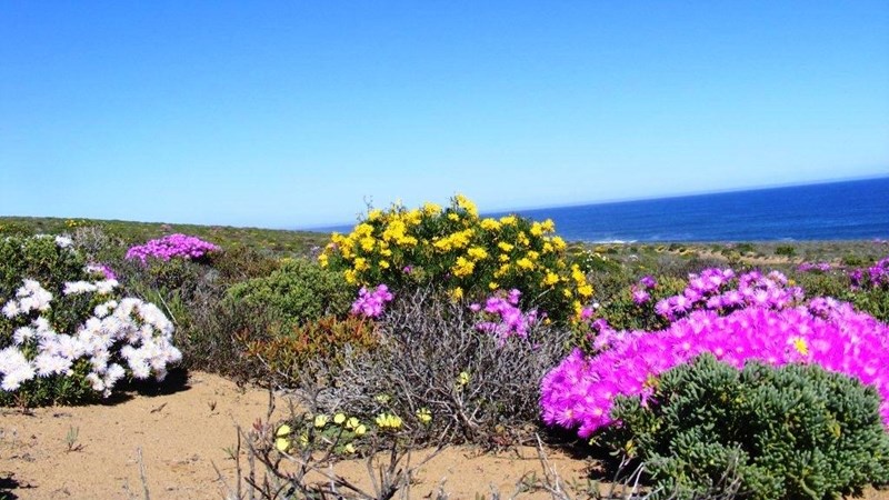 Studie sal bepaal hoe blomme in Noord-Kaap reageer op vloed | News Article