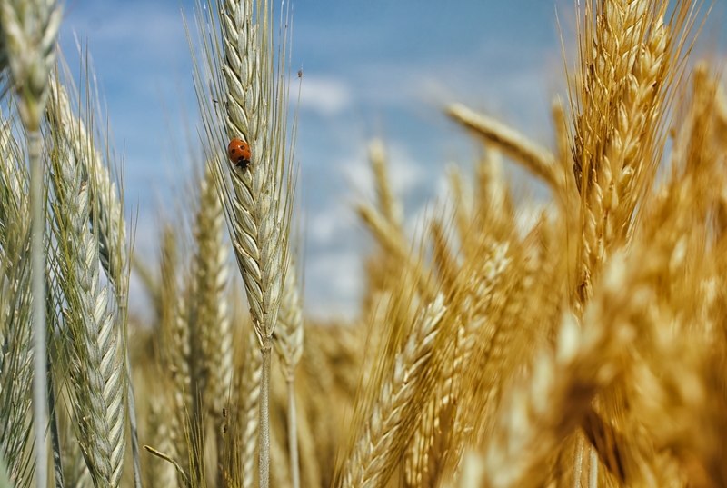 Agri-uur: Jongste Safex-nuus | News Article