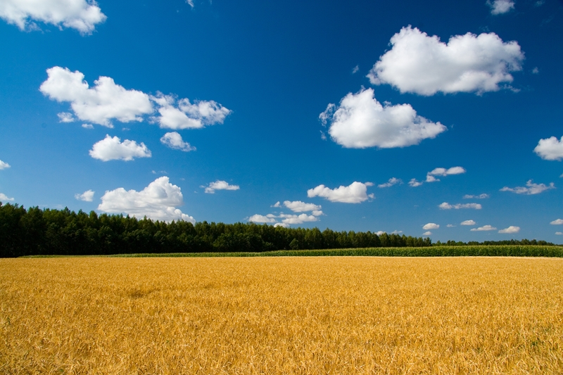 Agri-Uur: Jongste Safex-nuus | News Article