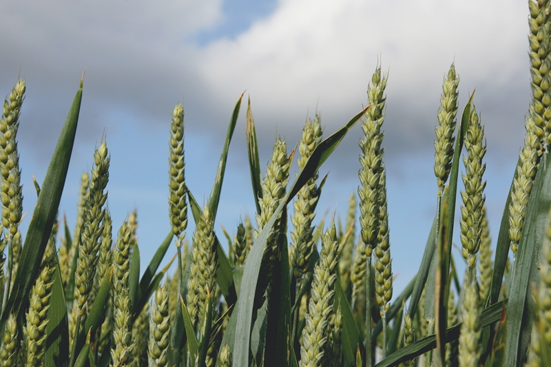 Agri-uur: Jongste Safex-nuus | News Article