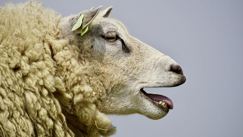 Reënseisoen voorspel bloutong onder vee Reënseisoen voorspel bloutong onder vee | News Article