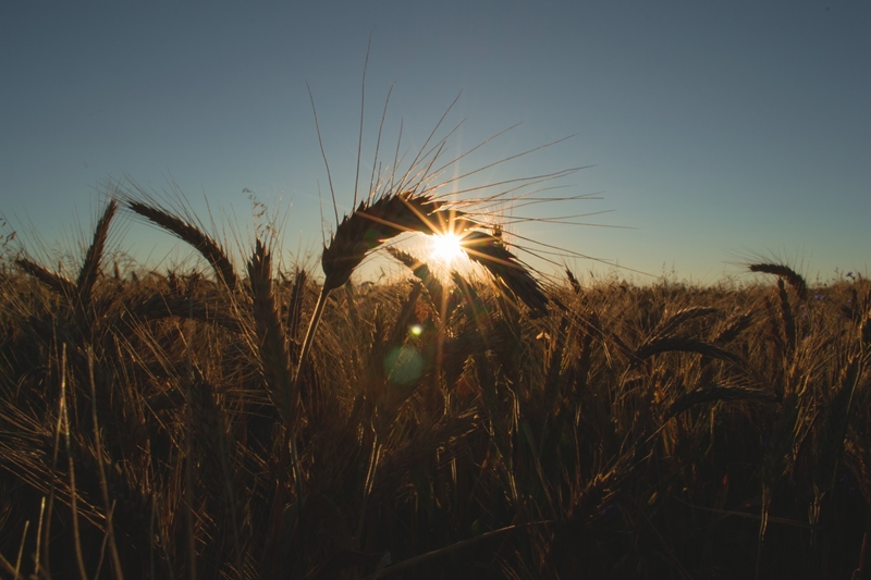 Agri-uur: Jongste Safex-nuus | News Article