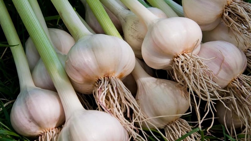 What's new in Farmer’s Weekly?  | News Article