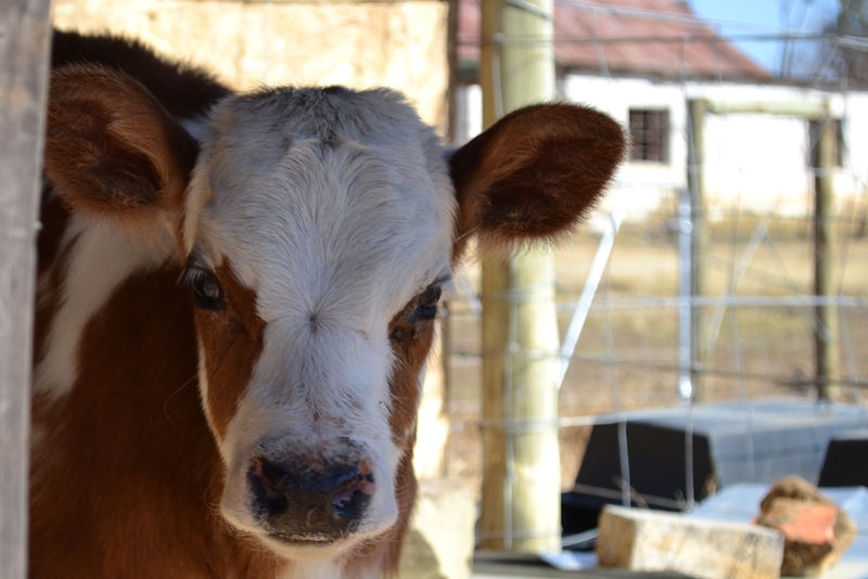 Hier is van jou hoof landboustories op OFM | News Article