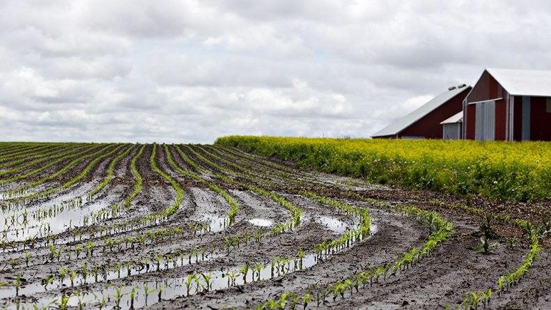 Landbounuus-podcast: Aanplantings trek swaar weens weer | News Article