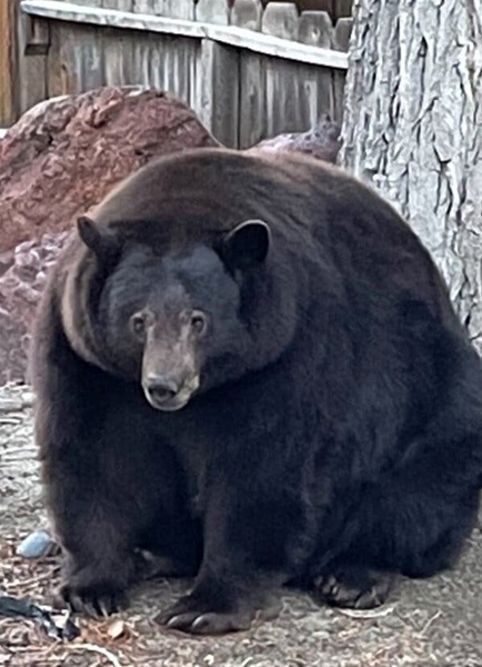 Weird Wide Web - Hank the tank, California's thieving bear | News Article
