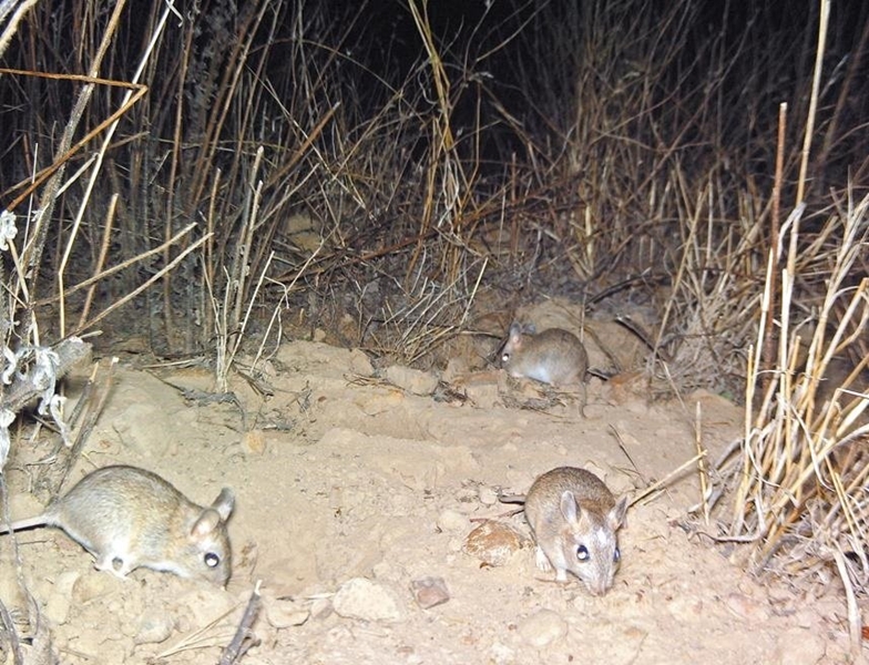 Nagmuise - graanboere se nagmerrie Nagmuise - graanboere se nagmerrie | News Article
