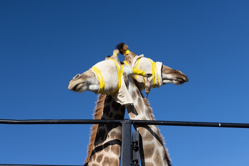 Kameelperdstasie by Amanzi: Langnekdroom vorder danksy navorsing | News Article