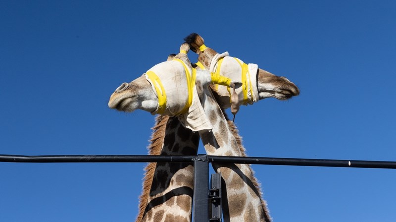 Kameelperdstasie by Amanzi: Langnekdroom vorder danksy navorsing | News Article