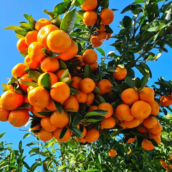 Valencia oranges exports to the EU to be stopped  | News Article