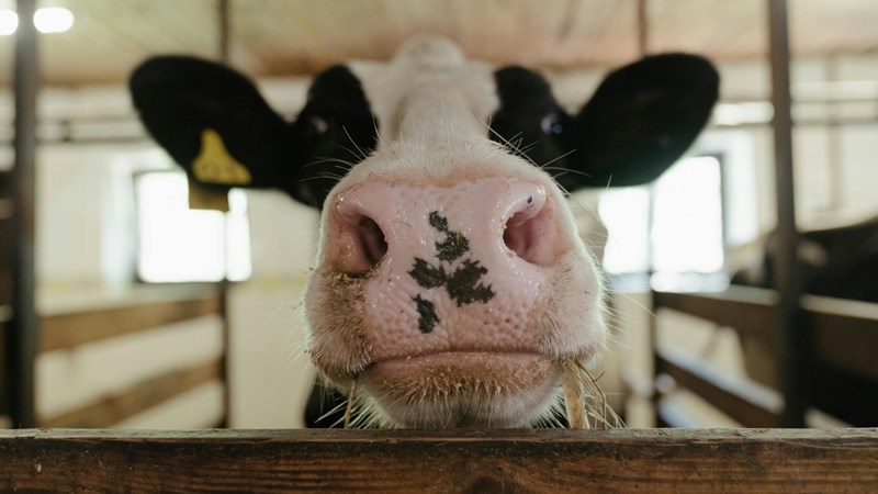 Gevalle van bek-en-klouseer in Vrystaat neem toe | News Article