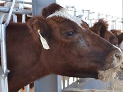 Boere betaal duur prys vir toenemende veediefstal  | News Article
