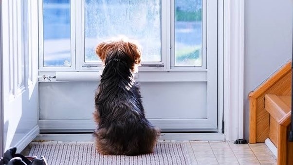 Weird Wide Web – Honde kan tyd ruik Weird Wide Web – Honde kan tyd ruik | News Article