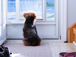 Weird Wide Web – Honde kan tyd ruik | News Article