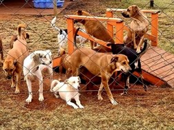 Matlosana animal shelter pleads for public support  | News Article