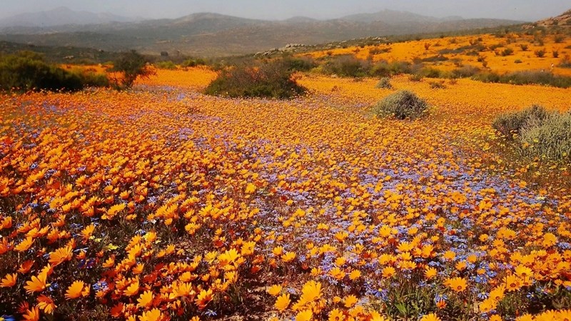 Peak of Namaqua's flower season is approaching  | News Article