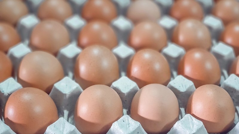 Good stockmanship for successful egg production | News Article