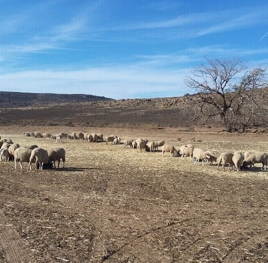 #Droogte: Boere in die Karoo bid vir reën  | News Article