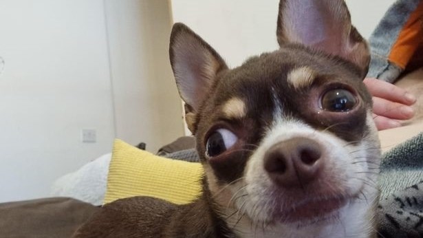 Weird Wide Web - Ozzy the singing dog Weird Wide Web - Ozzy the singing dog | News Article