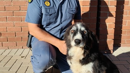 Bloemfonteinse polisiehond nog skerp ná 12 jaar diens | News Article