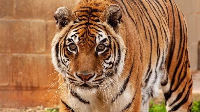 World's oldest tiger confirmed by Guinness World Records | News Article