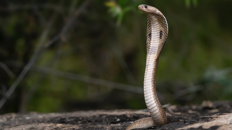 ‘Tekort aan teengif vir slangbyte word aangespreek’ | News Article