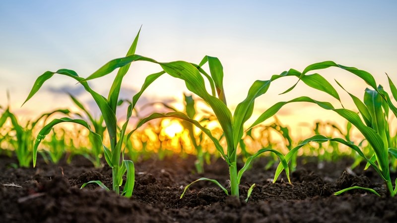 Suider-Afrika se mielievooruitsigte verbeter ná droogtejaar Suider-Afrika se mielievooruitsigte verbeter ná droogtejaar | News Article