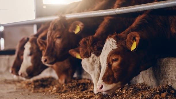 Vrystaat Landbou stel naspeurbaarheid-en-veiligheidstelsel vir vee bekend | News Article